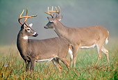 WLD 13 LS0001 01
Two White-Tailed Deer Bucks Standing In Field