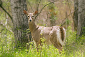 WLD 13 NE0001 01
White-Tailed Deer Doe Standing In Forest