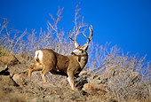 WLD 13 RF0053 01
Mule Deer Buck Standing On Rocky Ridge Looking Over Shoulder Blue Sky