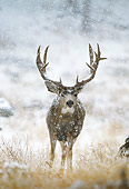 WLD 13 RF0054 01
Mule Deer Buck Standing In Field In Snowstorm