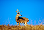 WLD 13 RF0055 01
White-Tailed Deer Buck Standing On Ridge Looking Over Shoulder Blue Sky