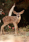 WLD 13 RK0010 06
Fawn Standing By Pink Flowers Facing Camera