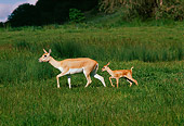 WLD 13 RK0018 08
Mother And Fawn Deer Walking Together On Tall Grass