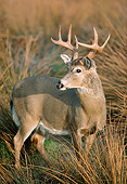 WLD 13 TK0001 01
White-Tailed Deer Standing In Grass British Columbia