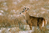 WLD 13 TK0002 01
White-Tailed Deer Standing In Field With Snow British Columbia