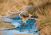 WLD 13 TK0003 01
White-Tailed Deer Running Through Stream With Tall Grass