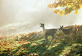 WLD 13 TK0008 01
Silhouette Of Two White-Tailed Deer Walking On Grass By Autumn Trees