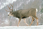 WLD 13 TK0009 01
Mule Deer Walking In Field With Snow In Rocky Mountains