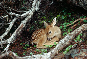 WLD 13 TK0010 01
Black-Tailed Deer Fawn Hiding Among Branches