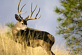 WLD 13 TL0001 01
Portrait Of Mule Deer Buck