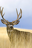 WLD 13 TL0002 01
Portrait Head Shot Of Mule Deer Buck