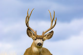 WLD 13 TL0003 01
Portrait Head Shot Of Mule Deer Buck