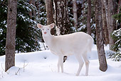 WLD 13 TL0004 01
Profile Of Albino White-Tailed Deer Doe Standing On Snow In Woods