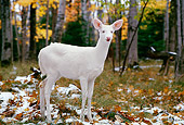 WLD 13 TL0005 01
Profile Of Albino White-Tailed Deer Standing In Woods In Autumn