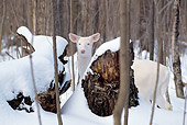 WLD 13 TL0006 01
Head Shot Of Albino White-Tailed Deer Standing In Snow Behind Logs In Woods