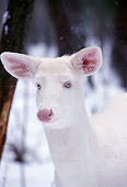 WLD 13 TL0007 01
Portrait Head Shot Of Albino White-Tailed Deer Standing In Snow In Woods
