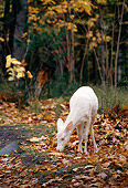 WLD 13 TL0008 01
Albino White-Tailed Deer Grazing In Woods In Autumn