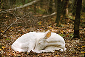 WLD 13 TL0009 01
Albino White-Tailed Deer Fawn Sleeping On Forest Floor