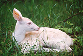 WLD 13 TL0010 01
Albino White-Tailed Deer Fawn Laying In Green Grass