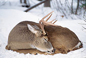 WLD 13 TL0011 01
White-Tailed Deer Buck Sleeping On Snow In Woods