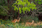 WLD 13 TL0019 01
White-Tailed Deer Standing Behind Wildflowers At Edge Of Woods