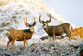 WLD 13 TL0020 01
Two Mule Deer Bucks Standing On Snowy Ridge In Autumn