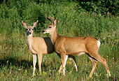 WLD 13 TL0021 01
Mule Deer Doe And Buck Standing In Meadow