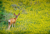 WLD 13 TL0022 01
Rear Shot Mule Deer Buck Standing In Meadow Of Yellow Flowers