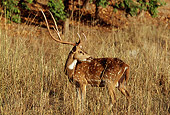 WLD 13 TL0023 01
Profile Of Spotted Deer Buck Standing In Tall Dry Grass India