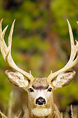 WLD 13 TL0024 01
Head On Head Shot Of Mule Deer Buck Standing By Trees