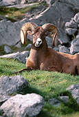 WLD 15 BA0001 01
Bighorn Sheep Ram Laying On Grass By Rocks