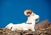 WLD 15 BA0002 01
Dall Sheep Ram Resting On Hillside