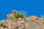 WLD 15 KH0001 01
Desert Bighorn Sheep Standing On Ridge, Arizona
