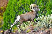 WLD 15 KH0002 01
Desert Bighorn Sheep Walking Up Rocky Mountainside, Arizona