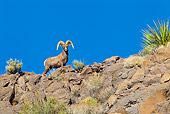 WLD 15 KH0003 01
Desert Bighorn Sheep Standing On Ridge, Arizona