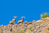 WLD 15 KH0004 01
Two Desert Bighorn Sheep Standing On Ridge, Arizona