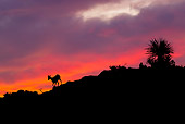 WLD 15 KH0005 01
Silhouette Of Young Desert Bighorn Sheep Walking On Ridge At Sunset, Arizona