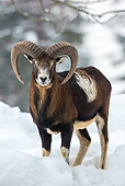 WLD 15 KH0006 01
European Mouflon Ram Male Standing In Snow Germany