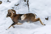 WLD 15 KH0007 01
European Mouflon Ram Male Running On Snow Germany