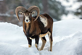 WLD 15 KH0008 01
European Mouflon Ram Male Standing In Snow Germany