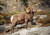 WLD 15 LS0005 01
Rocky Mountain Bighorn Sheep Standing On Rock