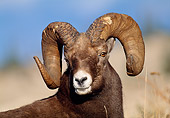WLD 15 LS0006 01
Head Shot Of Rocky Mountain Bighorn Sheep Standing In Meadow