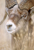 WLD 15 MC0001 01
Portrait Of Bighorn Sheep Montana
