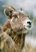 WLD 15 MC0002 01
Portrait Of Young Bighorn Sheep Yellowstone National Park