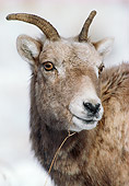WLD 15 MC0003 01
Portrait Of Young Bighorn Sheep Rockies