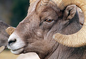 WLD 15 MC0004 01
Portrait Of Bighorn Sheep Yellowstone National Park