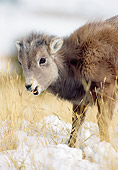 WLD 15 MC0005 01
Portrait Of Bighorn Sheep Baby In Snow