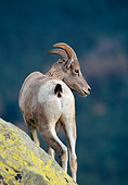 WLD 15 MC0006 01
Portrait Of Bighorn Sheep Standing On Boulder
