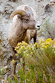 WLD 15 MC0007 01
Rocky Mountain Bighorn Sheep Standing By Cliff Yellowstone National Park