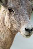 WLD 15 MC0008 01
Portrait Of Bighorn Sheep Yellowstone National Park